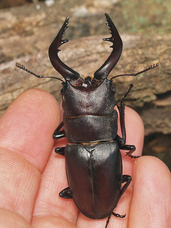 Nokogiri Kuwagata (Saw stag beetle, Prosopocoilus inclinatus)
