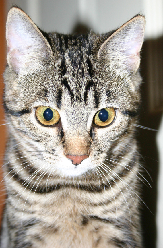 Ralph as a kitten in 2005