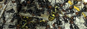 formica ants attacking a yellow jacket nest on the Olympic Peninsula, WA, USA