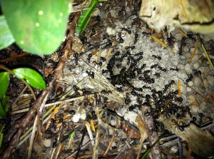 formica ants attacking a yellow jacket nest on the Olympic Peninsula, WA, USA