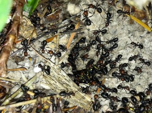 formica ants attacking a yellow jacket nest on the Olympic Peninsula, WA, USA