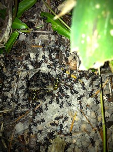 formica ants attacking a yellow jacket nest on the Olympic Peninsula, WA, USA