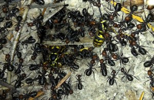 formica ants attacking a yellow jacket nest on the Olympic Peninsula, WA, USA