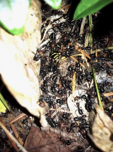 formica ants attacking a yellow jacket nest on the Olympic Peninsula, WA, USA