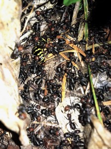 formica ants attacking a yellow jacket nest on the Olympic Peninsula, WA, USA