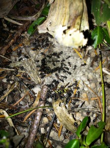 formica ants attacking a yellow jacket nest on the Olympic Peninsula, WA, USA