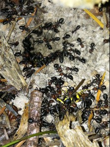 formica ants attacking a yellow jacket nest on the Olympic Peninsula, WA, USA