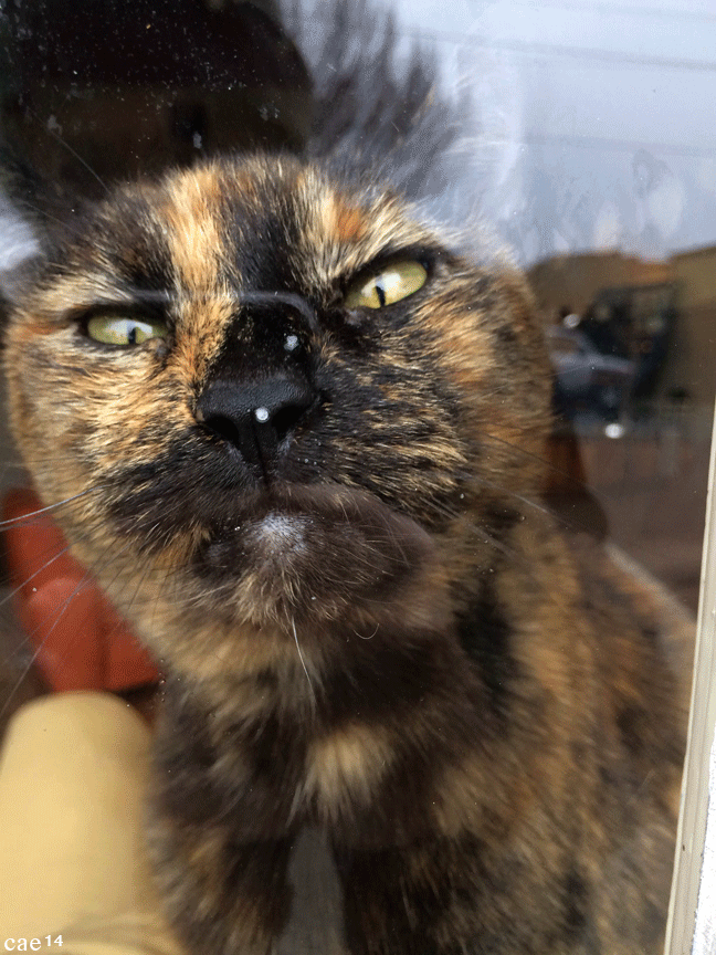Cat in a Store Window