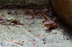 Newts - Taricha granulosa on stairs